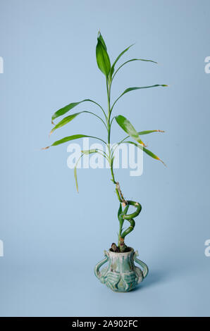 Una Dracaena sanderiana ( lucky bamboo ) houseplant vegetale in una pentola in studio Foto Stock