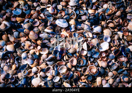 Conchiglie come sfondo, mare raccolta di conchiglie Foto Stock