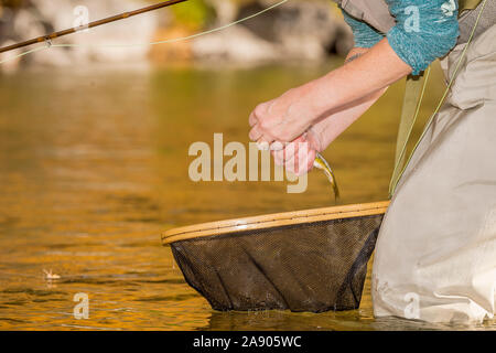 Una donna tira un gancio da una trota sopra la sua rete su una caduta giorno mentre la pesca lungo il fiume Poudre nel nord del Colorado. Foto Stock