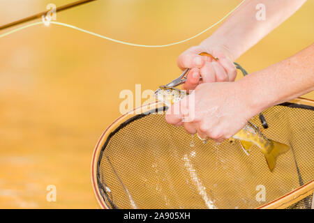 Una donna tira un gancio da una trota sopra la sua rete su una caduta giorno mentre la pesca lungo il fiume Poudre nel nord del Colorado. Foto Stock