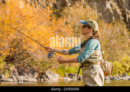 Una donna getta la sua linea come lei volare pesci lungo il fiume Poudre nel nord del Colorado. Foto Stock