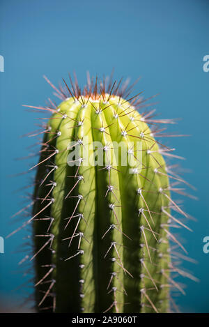 31/5000 bel ritratto macro di un cactus. Foto Stock