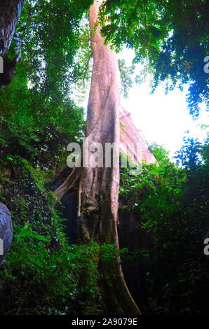 Il fusto ritorto di un Banyan Tree in un bosco nella città di Phangna Thailandia Asia Foto Stock