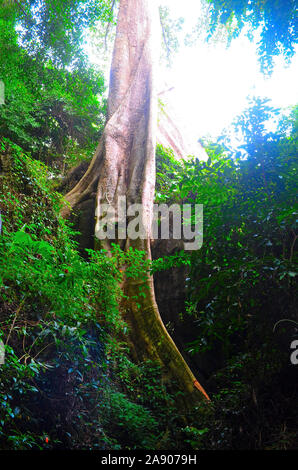 Il fusto ritorto di un Banyan Tree in un bosco nella città di Phangna Thailandia Asia Foto Stock