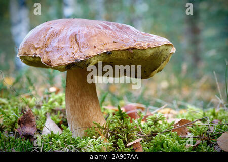 Fungo Porcino in un bosco in autunno Foto Stock