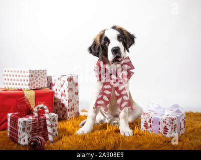 Adorabili 4 mese-vecchio san Bernardo cucciolo seduto guardando la fotocamera con il Natale bow circondato da carta-avvolto confezioni regalo. Sfondo festosa, Christm Foto Stock