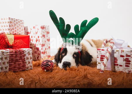 Adorabili 4 mese-vecchio san Bernardo cucciolo sul terreno con corna di renne e circondato da avvolto confezioni regalo. Sfondo festosa, concetto di Natale. Foto Stock