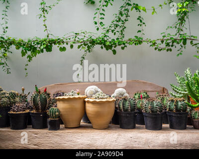 Varie cactus. Diversi tipi di impianto di cactus sul ripiano di legno sul muro bianco sullo sfondo. Foto Stock