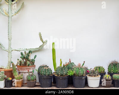 Varie cactus. Diversi tipi di impianto di cactus sul ripiano di legno isolato su sfondo bianco con copia spazio. Foto Stock