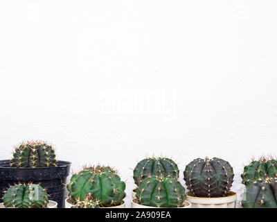 Varie cactus. Diversi tipi di cactus isolato su sfondo bianco con copia spazio. Foto Stock