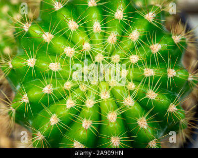 Cactus verde. Natura astratta pattern. Close-up spine su cactus pianta vista dall'alto. Foto Stock