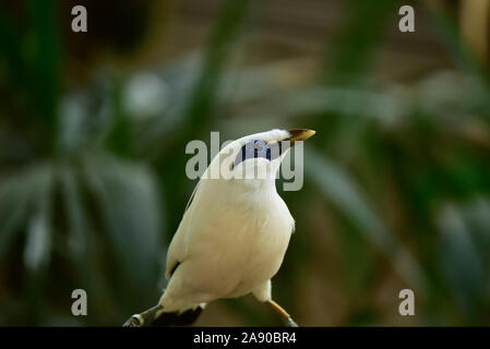 Primo piano di Bali myna (Leucopsar rothschildi). Uccello endemico dell Indonesia, criticamente minacciata di estinzione. Foto Stock