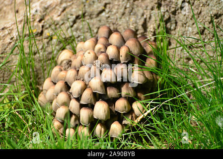 Cluster di luccicante inky tappo (a fungo Coprinellus micaceus) su un prato Foto Stock