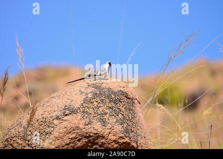Namaqua maschio colomba (Oena capensis) O. c. aliena arroccata su una roccia contro il cielo blu. Foto Stock