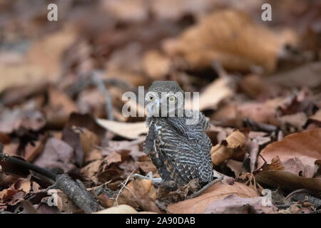 Jungle Owlet, Glaucidium radiatum, Bandhavgarh Riserva della Tigre, Madhya Pradesh, India Foto Stock