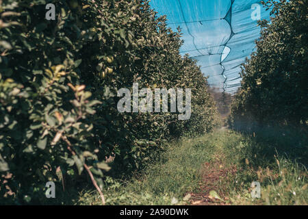 Apple farm sotto la rete di protezione contro uccelli Foto Stock