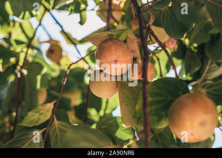 Primo piano di persimmon la maturazione dei frutti sui rami Foto Stock