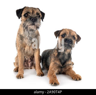 Border terrier davanti a uno sfondo bianco Foto Stock