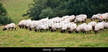 Molte capre pascolano erba del campo Foto Stock