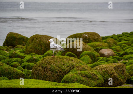 Seagull sulle rocce di muschio Foto Stock