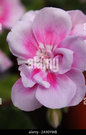 Pelargonium Kristiana zonale Foto Stock