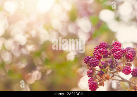 Blackberry frutta e sky in background. Bokeh di fondo con la luce del sole e il dolce berry Foto Stock