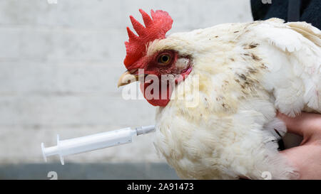 Close-up di pollo, punga con una siringa, contro un bianco muro di mattoni