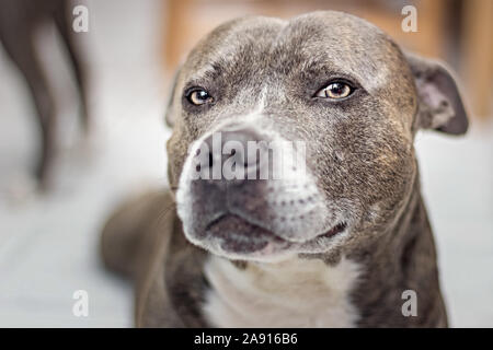 Ritratto di un cane staffordshire bull terrier espressioni del cane foto in bianco e nero con profondità di campo Foto Stock