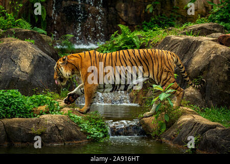 La Tigre: la malese (Panthera Tigris) nello stagno. Foto Stock