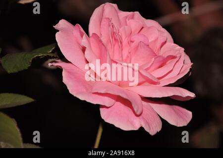 Fiore grande isolato rosa rosa con foglie di colore verde scuro Foto Stock