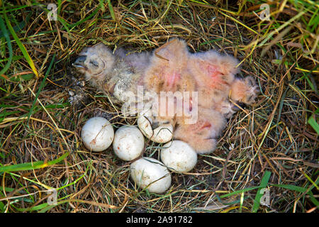 Corto-eared gufo comune (asio flammeus / Asio accipitrinus) pulcini e frizione di uova nel nido sul terreno in prati Foto Stock