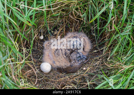 Corto-eared gufo comune (asio flammeus / Asio accipitrinus) uovo e due pulcini nel nido sul terreno in prati con morti vole preda come cibo Foto Stock