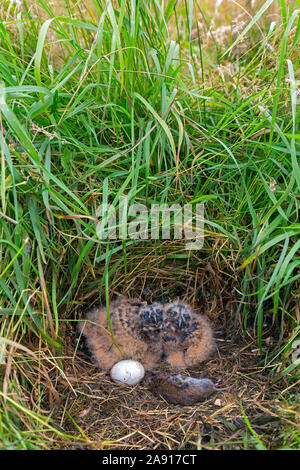 Corto-eared gufo comune (asio flammeus / Asio accipitrinus) uovo e due pulcini nel nido sul terreno in prati con morti vole preda come cibo Foto Stock