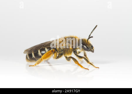 Orange zampe solco-bee (Halictus rubicundus) femmina adulta fotografata su uno sfondo bianco. Powys, Galles. Maggio. Foto Stock