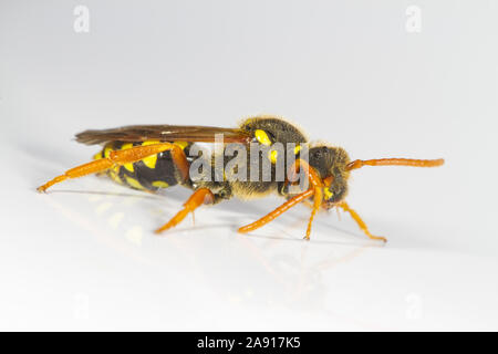 Gooden è Nomada bee (Nomada goodeniana) femmina adulta fotografata su uno sfondo bianco. La contea di Powys Galles. Maggio. Foto Stock