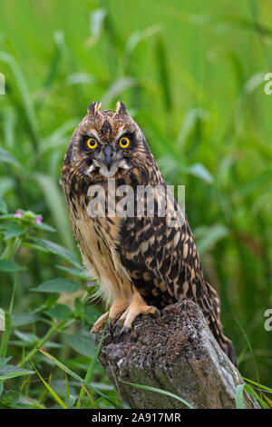 Corto-eared gufo comune (asio flammeus / Asio accipitrinus) capretti appollaiato sul palo da recinzione lungo il campo Foto Stock