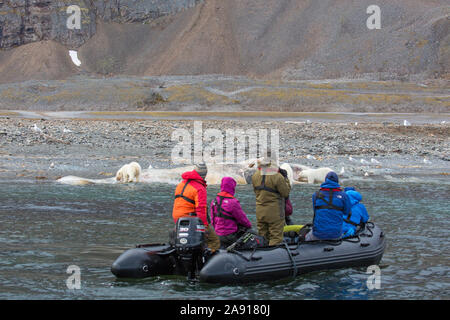 Eco-turisti in Zodiac a scattare foto di scavenging orsi polari (Ursus maritimus) alimentazione sulla carcassa di capodoglio incagliato, Svalbard /Spitsbergen Foto Stock