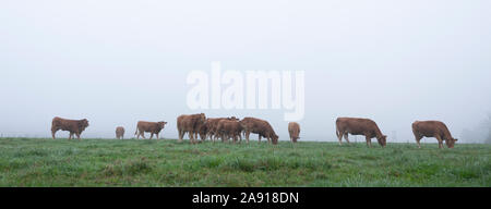 Brown limousin vacche in misty meadow sulla mattina presto in campagna Foto Stock