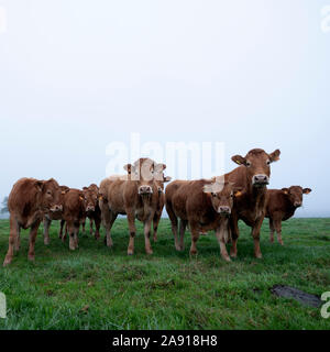 Brown limousin vacche in misty meadow sulla mattina presto in campagna Foto Stock