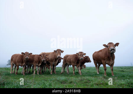 Brown limousin vacche in misty meadow sulla mattina presto in campagna Foto Stock