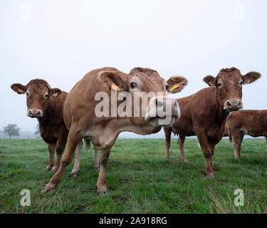 Brown limousin vacche in misty meadow sulla mattina presto in campagna Foto Stock