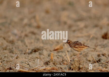 Un orientale (allodola Alauda gulgula) in un colpita dalla siccità paddy-campo, campagna del Bengala Occidentale in India Foto Stock