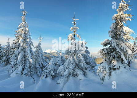 Paesaggio invernale con abeti sotto la neve fresca. Giornata di sole in montagna Foto Stock