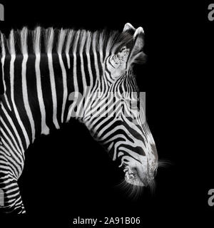Di Grevy Zebra (Equus grevyi) in mono con sfondo nero Foto Stock