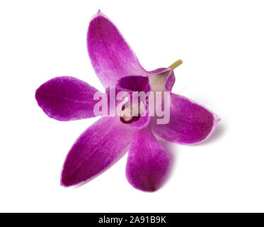 Roccia rosa orchid isolati su sfondo bianco Foto Stock