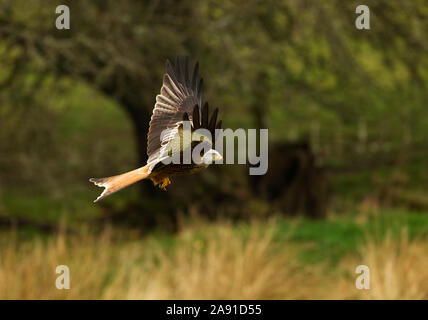 Red Kite alla ricerca di cibo Gigrin Farm, Rhayader, Galles, Regno Unito. Foto Stock