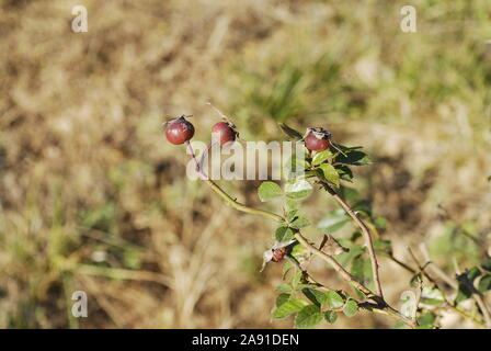 3 rosso mensile di bacche di rosa Foto Stock