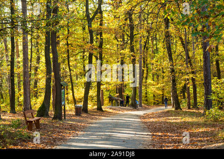 Sentiero forestale sentiero in autunno con una stazione del Boszorkany meseosveny (Strega sentiero didattico) in Soproni-hegyseg, Sopron, Ungheria Foto Stock