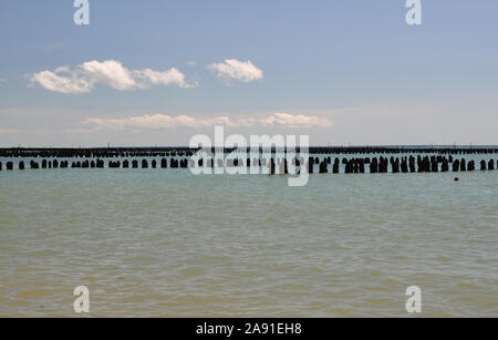 Mitilicoltura, La Faute sur Mer, Vendee, Francia Foto Stock