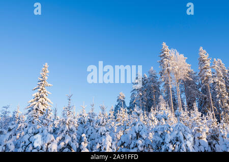 Foresta invernale ricoperto di neve, rimboscate area con giovani abeti in primo piano Foto Stock